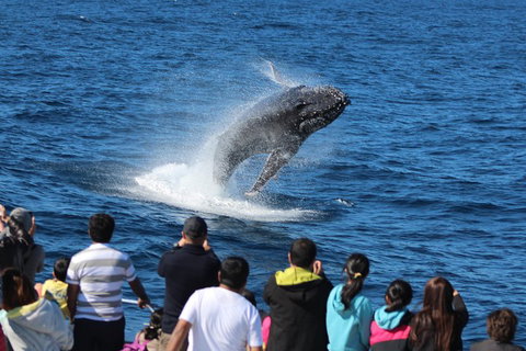 Tangalooma Island Resort Whale Watching Day Cruise With Dolphin Viewing - Accommodation Melbourne 1