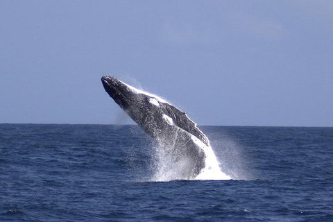 Tangalooma Island Resort Whale Watching Day Cruise With Dolphin Viewing - Accommodation Melbourne 4