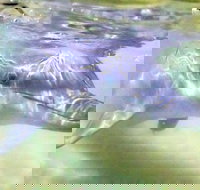 Tangalooma Island Resort Whale Watching Day Cruise with Dolphin Feeding - Accommodation Melbourne