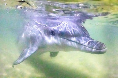 Tangalooma Island Resort Whale Watching Day Cruise With Dolphin Feeding - Accommodation Melbourne 0
