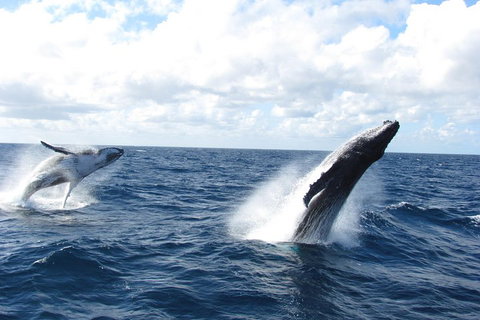 Tangalooma Island Resort Whale Watching Day Cruise With Dolphin Feeding - Accommodation Melbourne 1