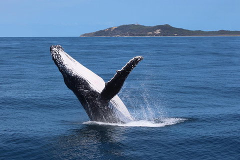 Tangalooma Island Resort Whale Watching Day Cruise With Dolphin Feeding - Accommodation Melbourne 3