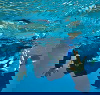 3 Day Whitsundays Sailing and Diving Adventure Kiana - Accommodation Melbourne