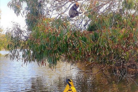 Kangaroo Island Self-Guided Kayaking On The Harriet River - Accommodation Melbourne 4