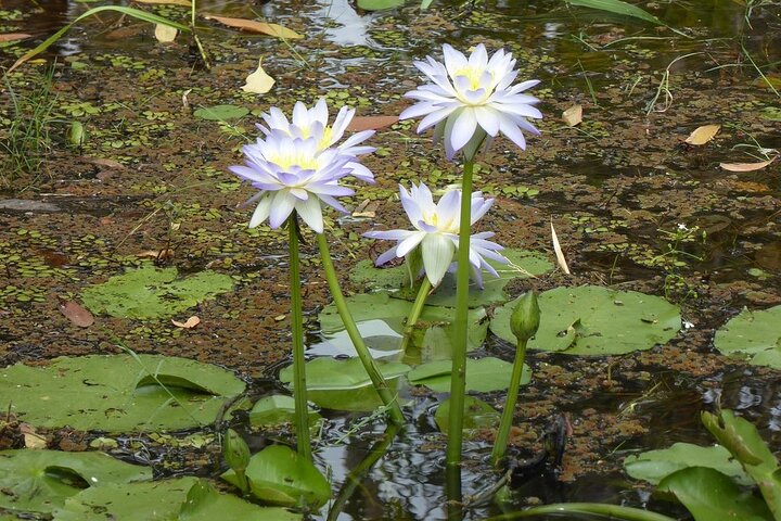Blackalls Park NSW Melbourne 4u