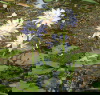 Yellow Water Cruise - Kakadu - Melbourne 4u