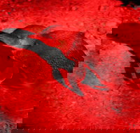 Small-Group Kangaroo Island 4WD Night Tour - Accommodation Melbourne