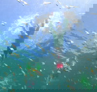 Manly Snorkel Trip and Nature Walk with Local Guide - Accommodation Melbourne