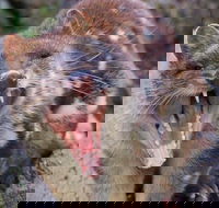 After Dark Tasmanian Devil Feeding Tour at Cradle Mountain - Melbourne 4u