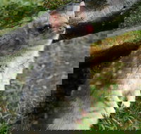 1-Hour Tasmanian Devil Feeding Day Tour at Cradle Mountain - Melbourne 4u