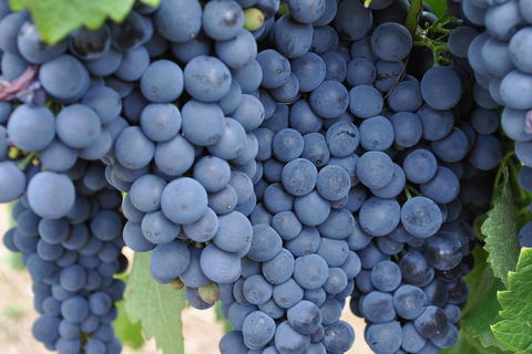 Barossa Valley Cellar Doors Luxury Wine Tour - Accommodation Melbourne 4