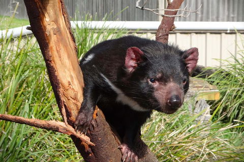 Tasmania 4 Day East Coast + Launceston - Accommodation Melbourne 2