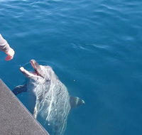 Noosa Wild Dolphin Safari - Accommodation Melbourne