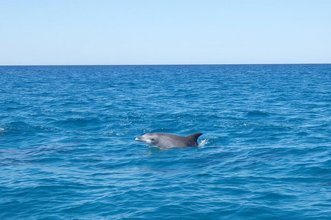 Noosa Wild Dolphin Safari - Accommodation Melbourne 1