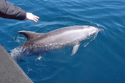 Noosa Wild Dolphin Safari - Accommodation Melbourne 2