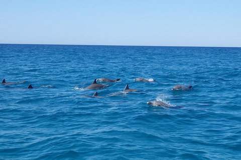 Noosa Wild Dolphin Safari - Accommodation Melbourne 3