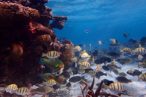 Lagoon Explorer - Ningaloo Reef Full-Day Kayaking And Snorkeling Adventure - Accommodation Melbourne 2