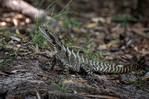 Cape Byron Aboriginal Tour - Melbourne 4u 3