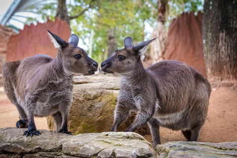 Australia Multi-City Attractions Pass - Accommodation Melbourne 4
