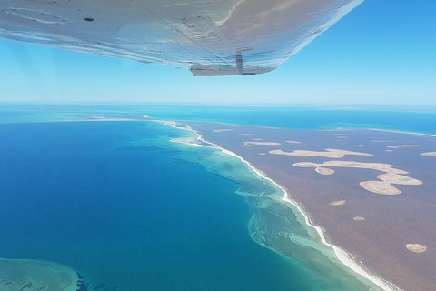 Monkey Mia Dolphins & Shark Bay Air Tour From Perth - Accommodation Melbourne 2