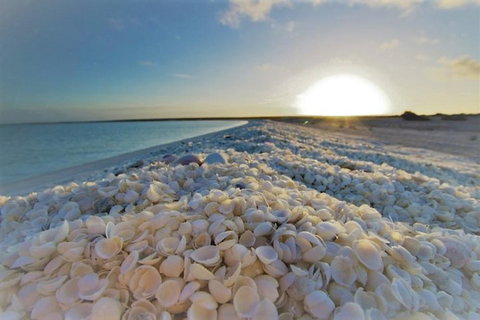 Monkey Mia Dolphins & Shark Bay Air Tour From Perth - Accommodation Melbourne 3