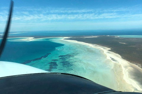 Monkey Mia Dolphins & Shark Bay Air Tour From Perth - Accommodation Melbourne 4