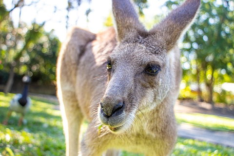 Virtual Interactive Australian Wildlife Tour With Private Guide-Wildlife Habitat - Accommodation Melbourne 2