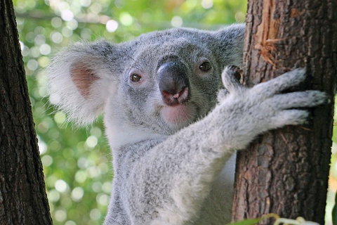 Virtual Interactive Australian Wildlife Tour With Private Guide-Wildlife Habitat - Accommodation Melbourne 3