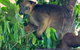 Virtual Interactive Australian Wildlife Tour With Private Guide-Wildlife Habitat - thumb 4