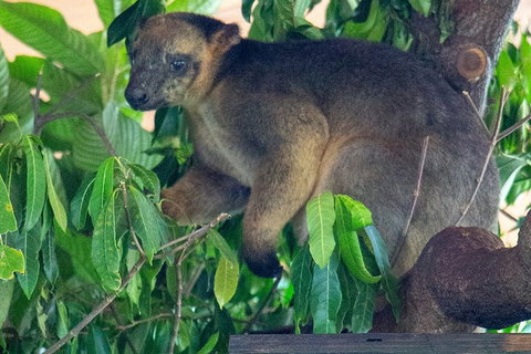 Virtual Interactive Australian Wildlife Tour With Private Guide-Wildlife Habitat - Accommodation Melbourne 4