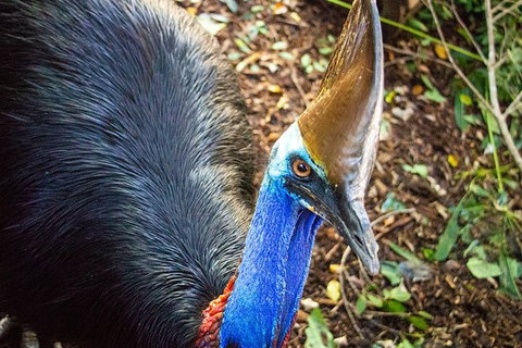 Virtual Interactive Australian Wildlife Tour With Private Guide-Wildlife Habitat - Accommodation Melbourne 5