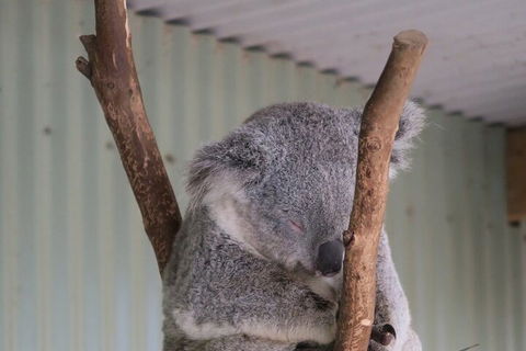 Featherdale Wildlife Park General Admission - Accommodation Melbourne 3