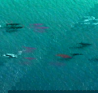 40-45 Minute Port Stephens and Stockton Beach Helicopter Flight - For 2 - Accommodation Melbourne