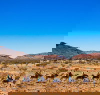 Alice Springs Camel Tour - Accommodation Melbourne