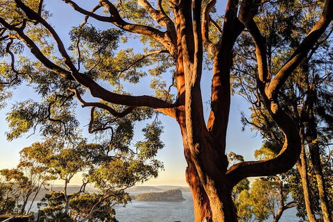 Manly & Sydney's Northern Beaches With 'Personalised Sydney Tours' - Accommodation Melbourne 4