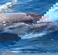 Jervis Bay Dolphin Watch Cruise - Melbourne 4u