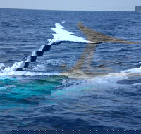 Whale Watching Jervis Bay - Melbourne 4u