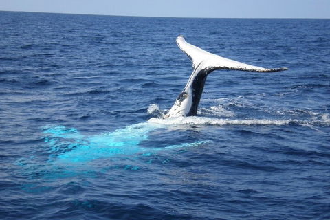 Whale Watching Jervis Bay - Melbourne 4u 0
