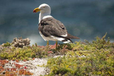 From The Mountains To The Bay - 4 Day Rediscovery Small Group Tour - Accommodation Melbourne 1