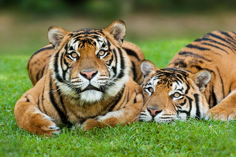 The Ultimate Gold Coast Attractions Pass - Accommodation Melbourne 2