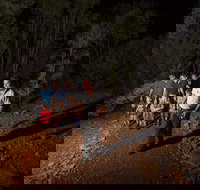 Alice Springs Desert Park Nocturnal Tour - Accommodation Melbourne