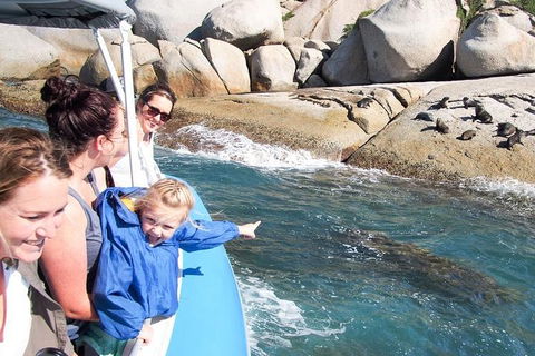 Seal Island Boat Tour From Victor Harbor - Accommodation Melbourne 4