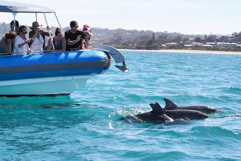 Seal Island Boat Tour From Victor Harbor - Accommodation Melbourne 5