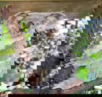 Cairns ZOOM and Wildlife Dome - Melbourne 4u