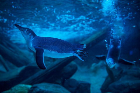 SEA LIFE Sunshine Coast Aquarium Entrance Ticket - Accommodation Melbourne 1