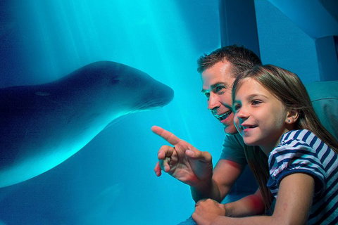 SEA LIFE Sunshine Coast Aquarium Entrance Ticket - Accommodation Melbourne 2