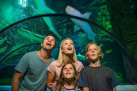 SEA LIFE Sunshine Coast Aquarium Entrance Ticket - Accommodation Melbourne 3