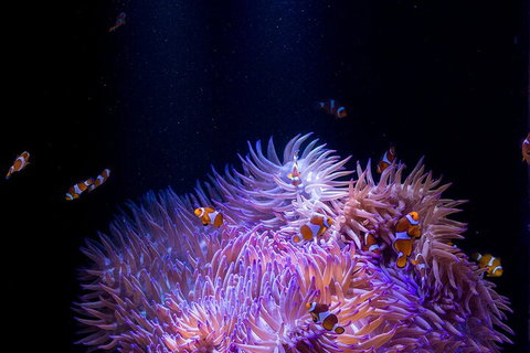 SEA LIFE Sunshine Coast Aquarium Entrance Ticket - Accommodation Melbourne 4