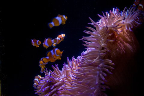 SEA LIFE Sunshine Coast Aquarium Entrance Ticket - Accommodation Melbourne 5