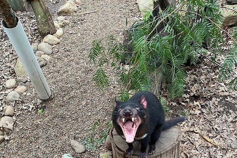 Featherdale Wildlife Park General Admission - Accommodation Melbourne 1